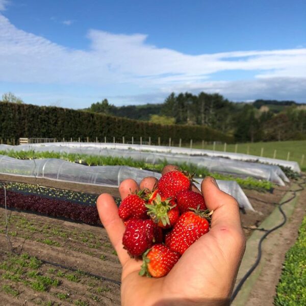 Fresh Organic Strawberries - Abundant Backyard