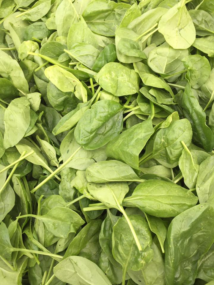 Baby Spinach - 125g bag - Abundant Backyard - Organic Farm