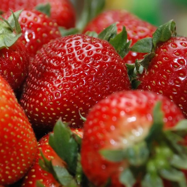 Organic Strawberries from Abundant Backyard