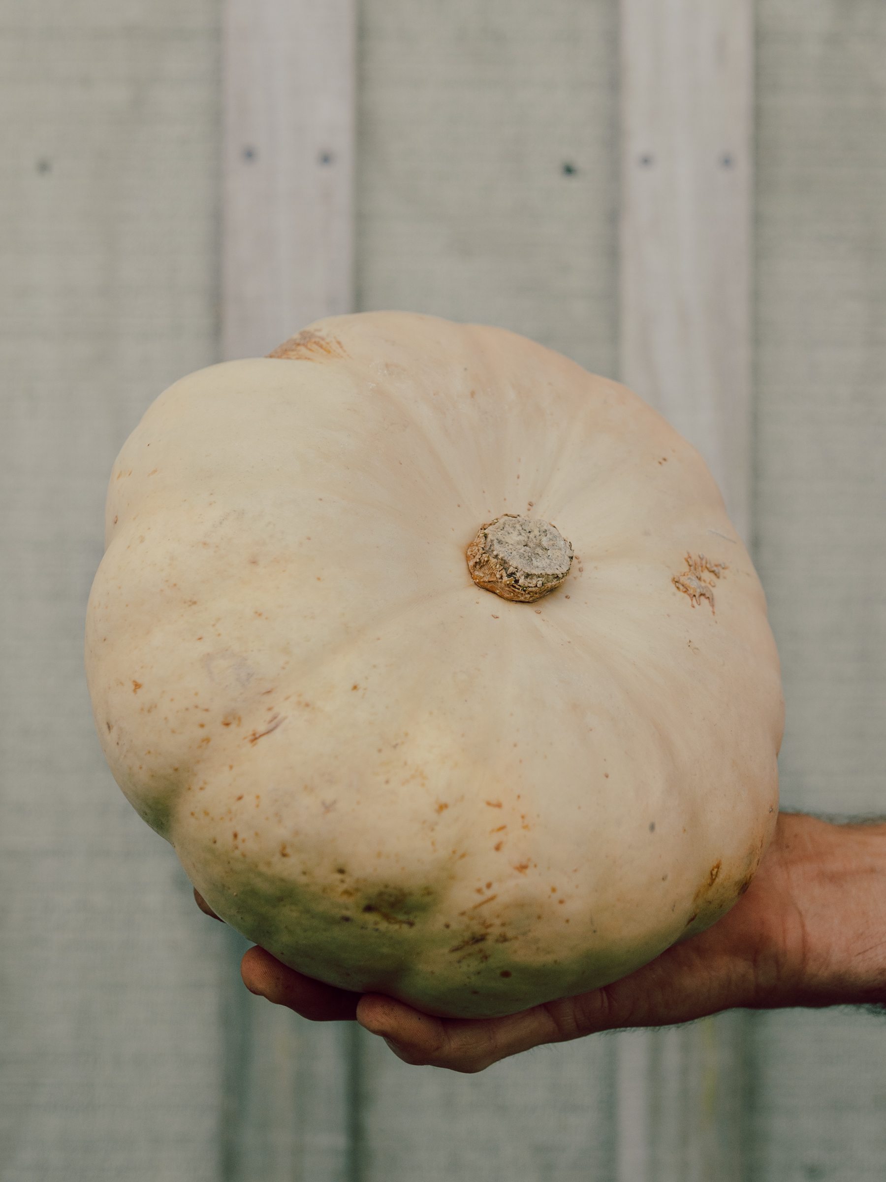 pumpkin-crown-each-abundant-backyard-spray-free-farm