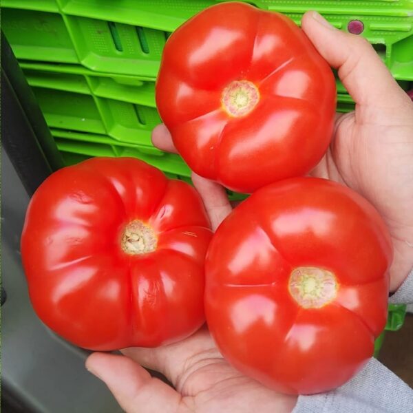 Abundant backyard - spray free tomatoes