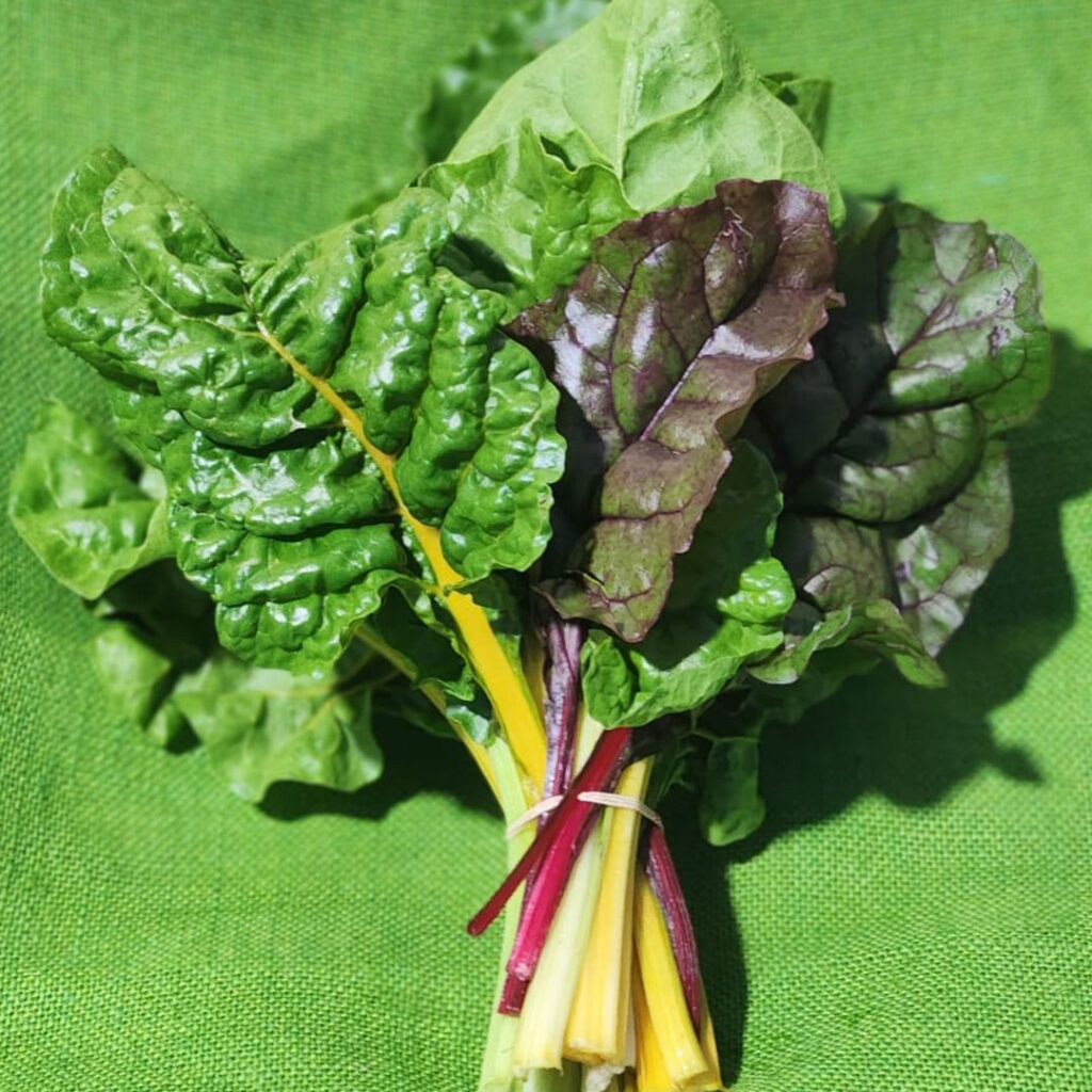 Silverbeet Rainbow Bunch Abundant Backyard Spray Free Farm